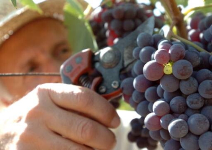 Truffa e riciclaggio, indagati proprietari della cantina Calatrasi