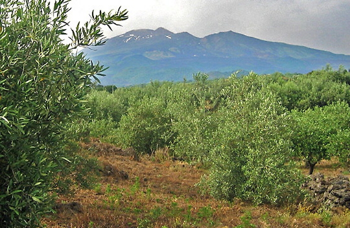 E-commerce e alta qualità il segreto dell'agricoltura siciliana che vince nell'e-commerce