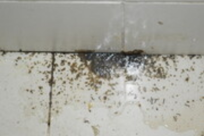 Catania, blatte e alimenti congelati venduti per freschi: sospesa attivit&agrave; di laboratorio per due bar