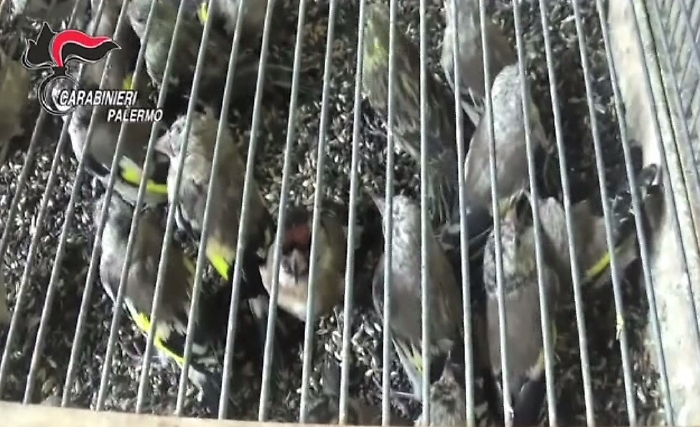 Palermo, vendeva a Ballar&ograve; uccellini di specie protette, denunciato dai carabinieri