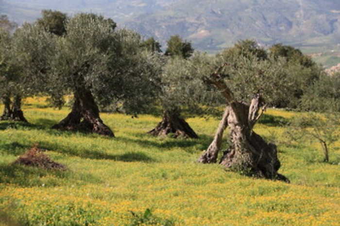 Crolla la produzione di olio d'oliva e i prezzi sono destinati a salire