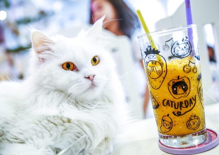"Cat caf&egrave;" e "dog restaurant": come cambia la cultura sugli animali
