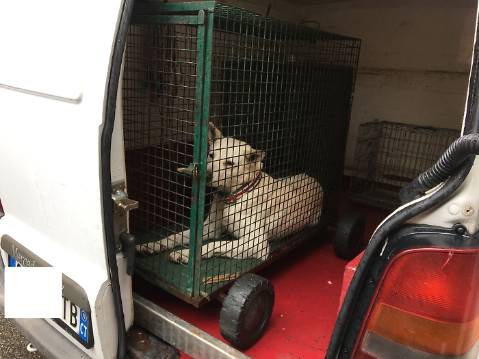 &laquo;Questo cane non si tocca&raquo;! A Giarre intero quartiere si mobilita a difesa di un randagio