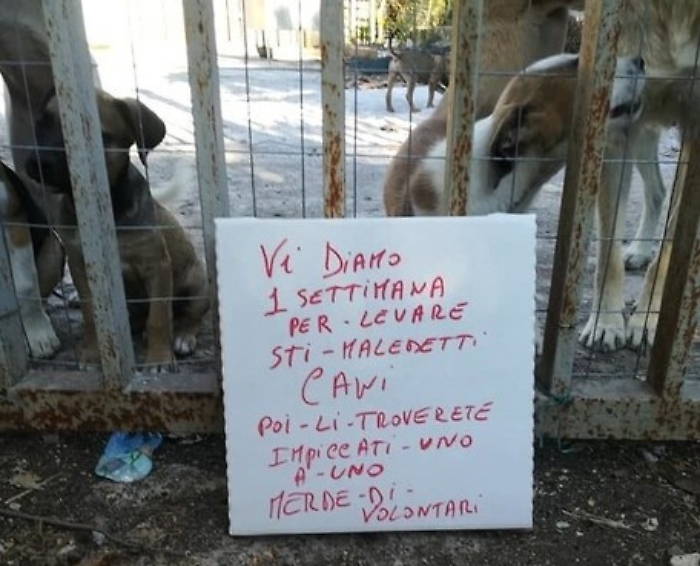 Volontari canile Partinico minacciati: &laquo;Li troverete impiccati uno ad uno&raquo;
