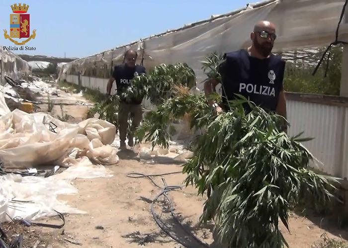 Serra di marijuana tra filari di pomodoro: a Ragusa Polizia arresta 4 persone