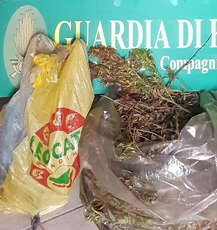 Partinico, scoperta mega piantagione di marijuana: tre arresti
