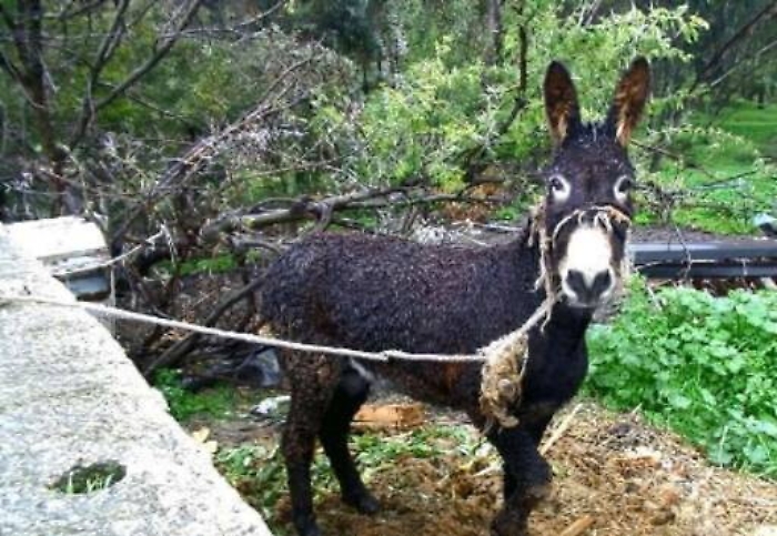 Agrigento, asinello maltrattato Blitz dell’Asp e della Polizia locale