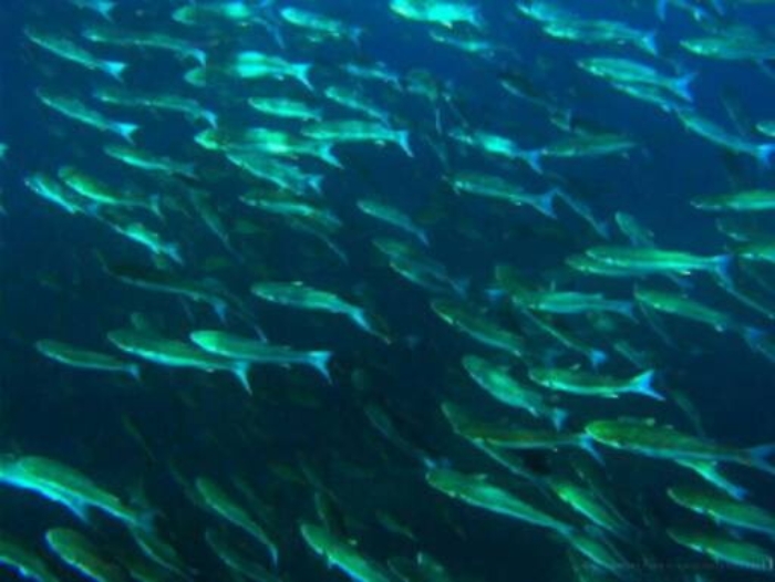 Approvati i bandi per il rilancio del settore ittico siciliano