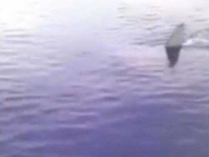 Avvistato (e filmato) da un pescatore uno squalo bianco al largo Realmonte