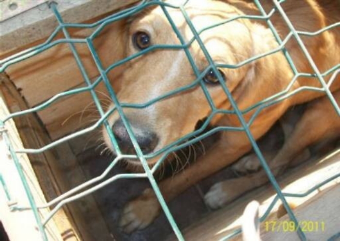 Catania, cane in catene Tribunale conferma sequestro