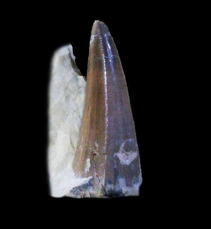 Era siciliano l’ultimo coccodrillo marino vissuto al tempo dei dinosauri