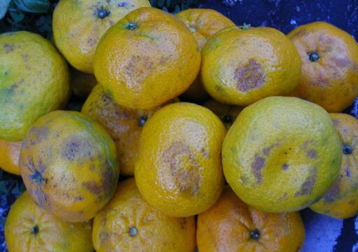 Etna, la cenere mette a rischio gli agrumeti sospesa la raccolta dei frutti nel Catanese
