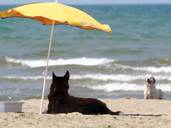 Messina, il sindaco sigla ordinanza per salvaguardare gli animali dal calore estivo