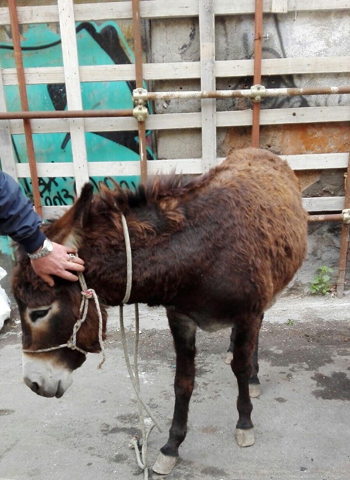 Maiali, asini e galline Fattoria" in centro a Catania