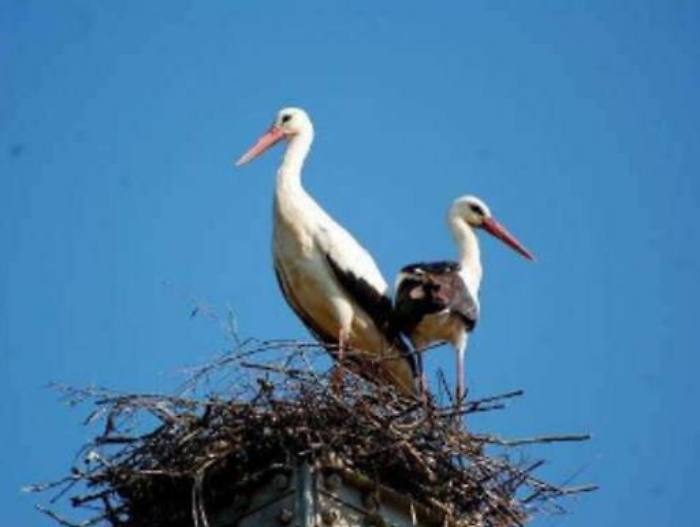 Il Gps alle cicogne della Piana di Gela per seguire online la loro migrazione