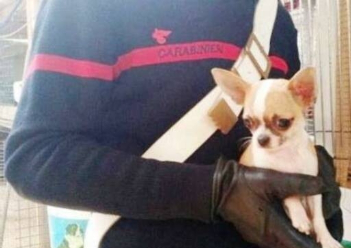 Misterbianco, rubano cucciolo di chihuahua: arrestati in tre