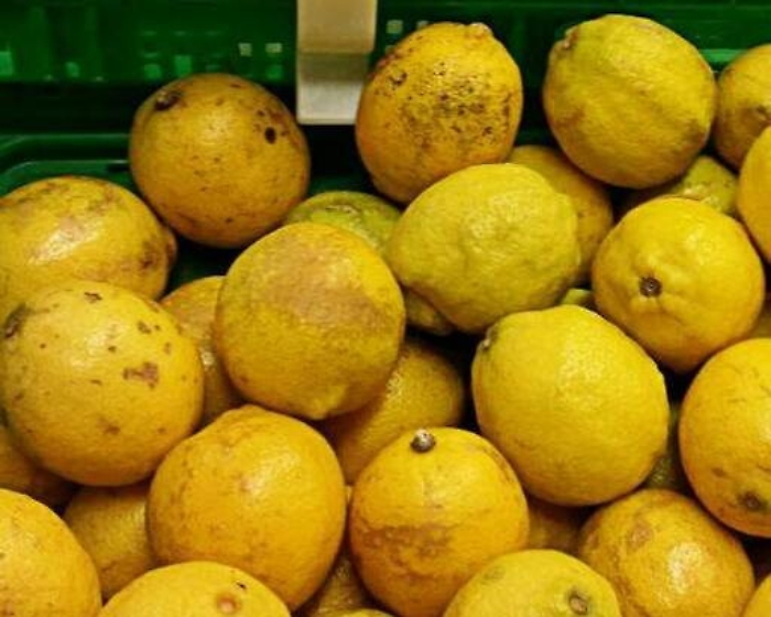 Palermo, ruba limoni in terreno privato: arrestato