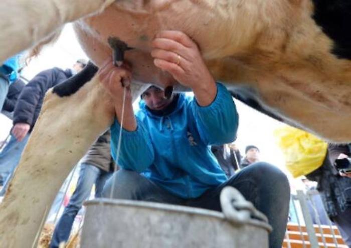 Palermo, sindaci mungono il latte in piazza: &laquo;Prezzo troppo basso&raquo;