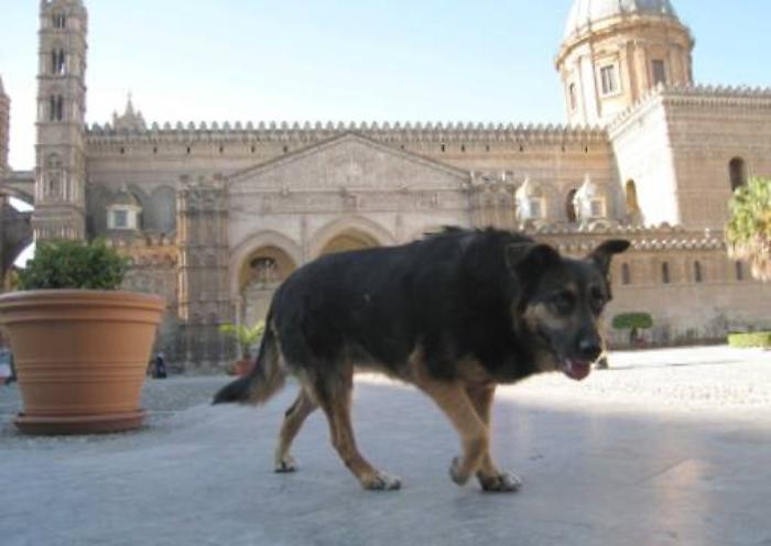 Palermo, veterinario invoca l&rsquo;eutanasia per i randagi: &egrave; bufera 