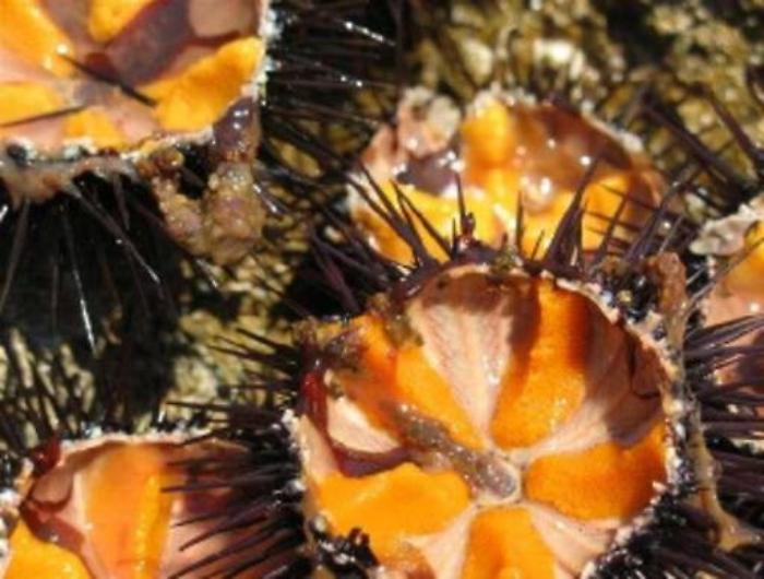 Quanto ci costa  (in ecosostenibilità) un gustoso piatto di spaghetti a ricchi