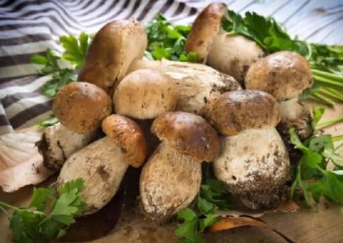 Riapre dall&rsquo;1 settembre l&rsquo;Ispettorato micologico dell&rsquo;Asp Catania