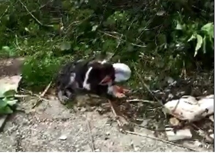 Borgetto, randagio abbandonato con un masso legato al collo