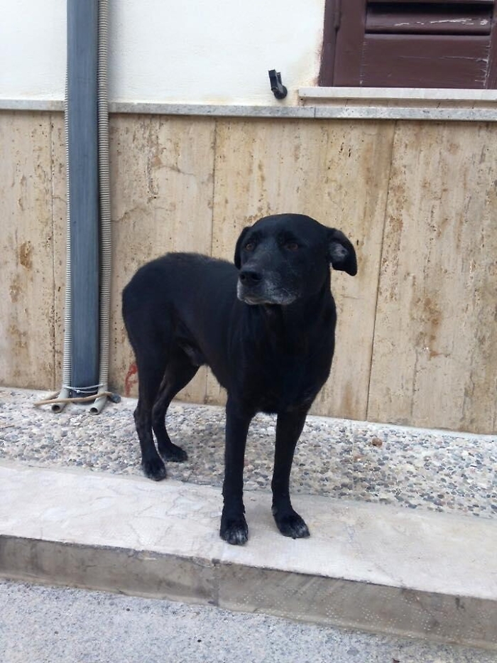Leo sta guarendo Migliora il cane che ha commosso tutta l'Italia