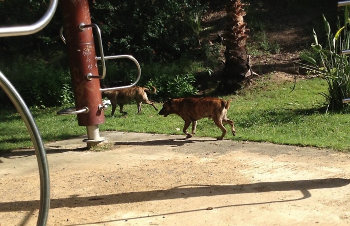 Deiezioni cani, 80 contenitori a cominciare dalla zona di Vulcania