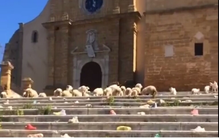 Agrigento, la Cattedrale rischia di crollare ma diventa pascolo per un gregge di pecore