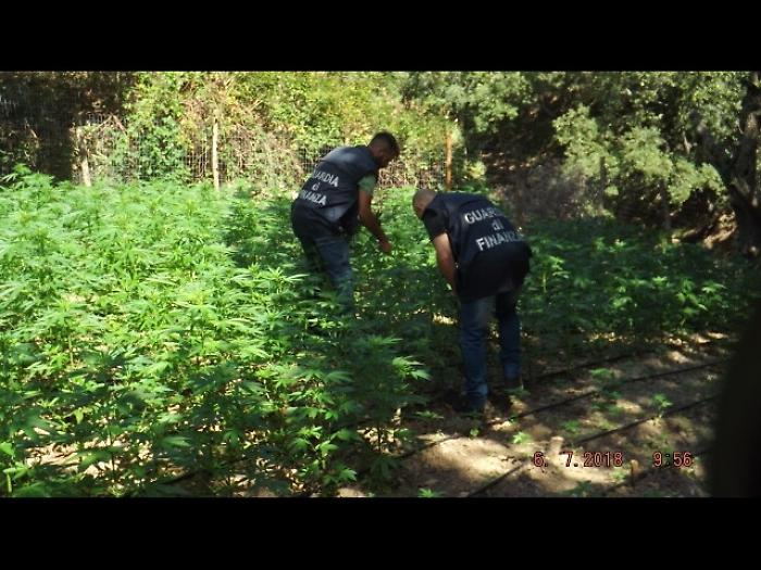 Scoperta estesa piantagione di droga