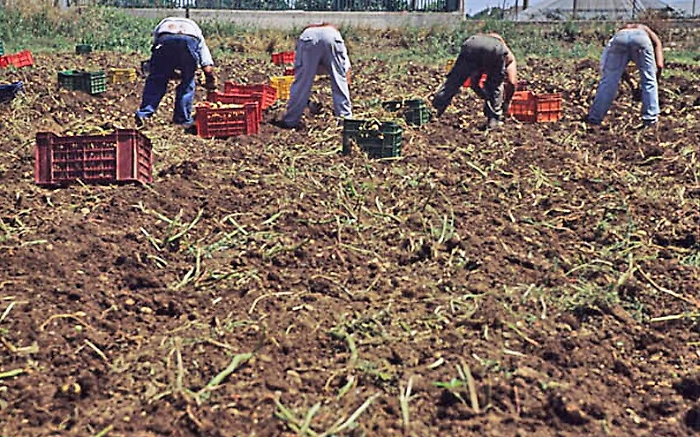 Avola di ieri e di oggi: il lavoro in nero &egrave; ancora una realt&agrave;