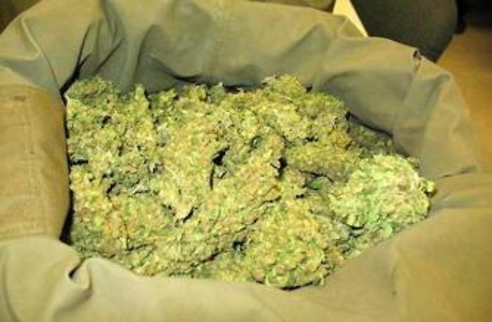 La Gdf di Catania sequestra 62 kg di marijuana a Vittoria