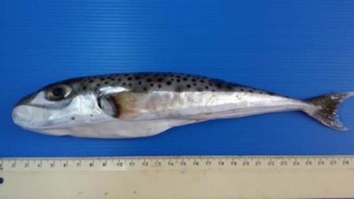 Allarme pesce palla, gli 'alieni' tossici nei nostri mari