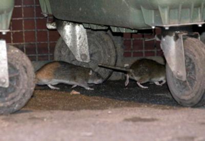 L'infettivologo, se morsi da un topo subito al pronto soccorso