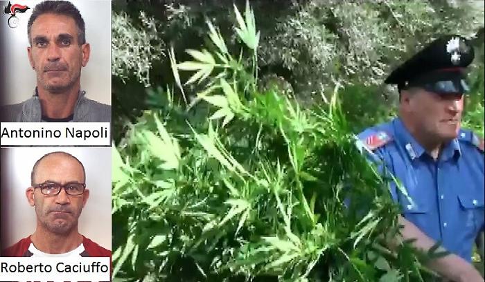 Regalbuto, scoperta piantagione con 1700 piante di marijuana: due catanesi in manette