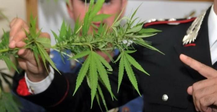 Coltivava marijuana e rubava energia elettrica: consigliere comunale arrestato nel Messinese