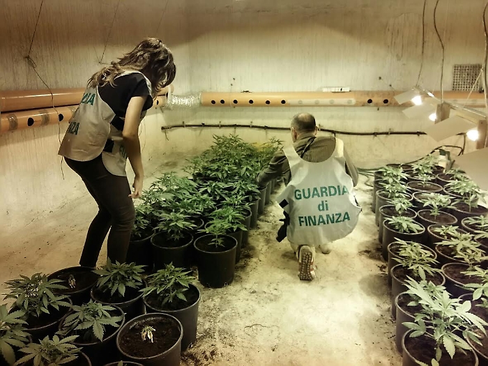 Piantagione di cannabis sequestrata a Partinico