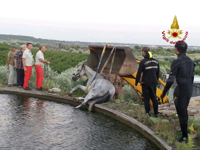 Vigili del Fuoco recuperano cavallo caduto in un invaso