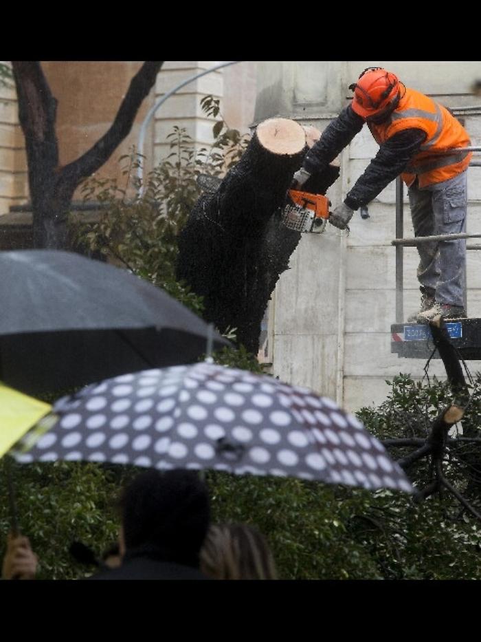 Cade albero su asilo nido,evacuati bimbi