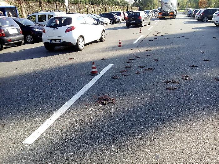 Centinaio di storni morti in via Milano