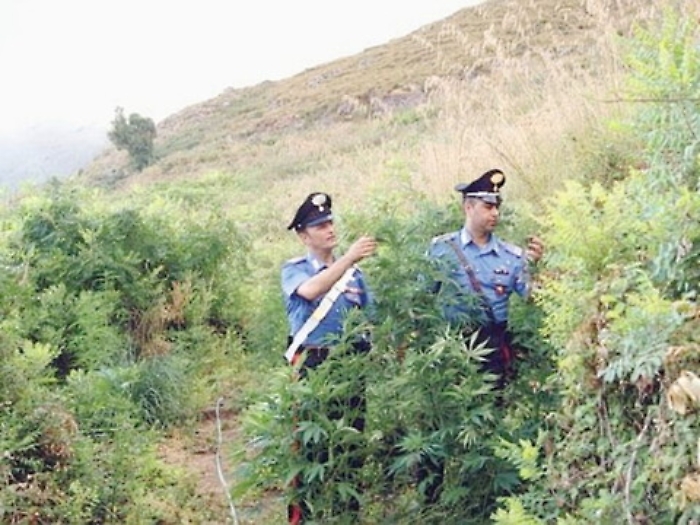 Palma, coltivava marijuana a casa Arrestato un carabiniere