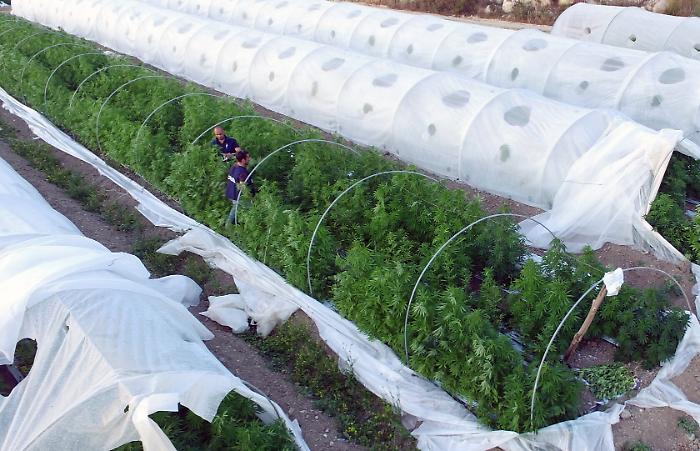 Serra di cannabis nascosta in un terreno agricolo a Patern&ograve;: sequestrati due chili di marijuana, denunciato un 50enne