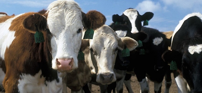 Allarme blue tongue in Sicilia Segnalati casi in quattro province
