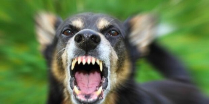 Ricoverato e operato a Catania bimbo azzannato da cane a Ragusa