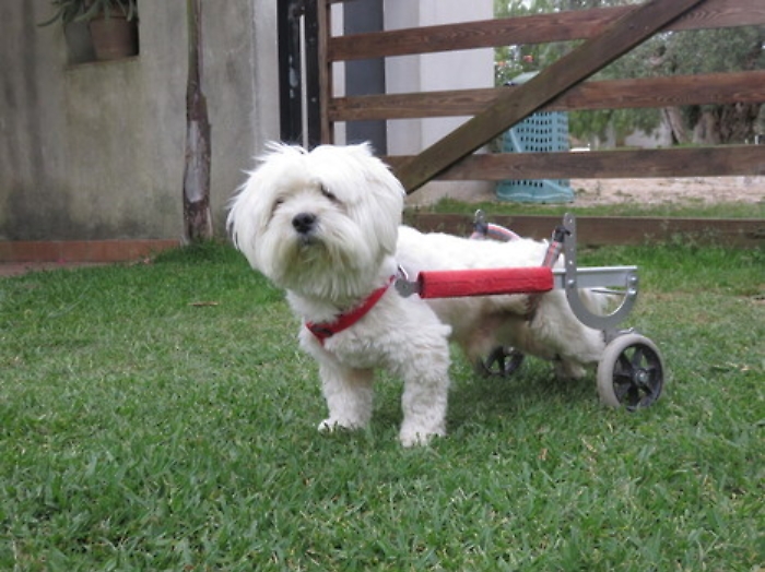 Morso da randagi, cane maltese si riprende e ora corre su due ruote