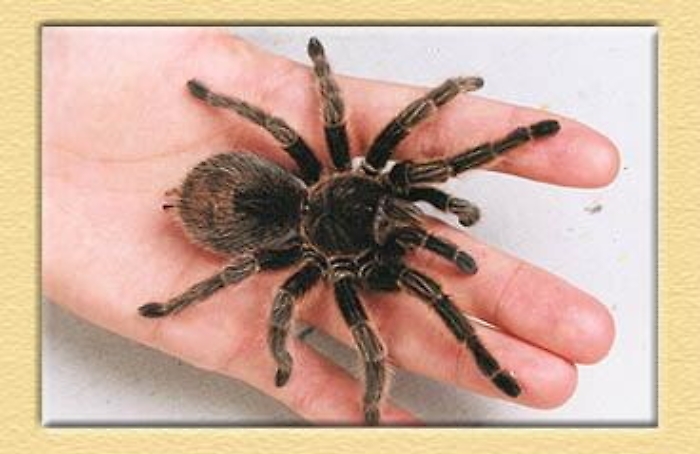Ricerca: veleno di tarantola fa luce sulla complessit&agrave; rete del dolore