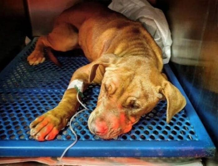 1616336365166_1620688478248