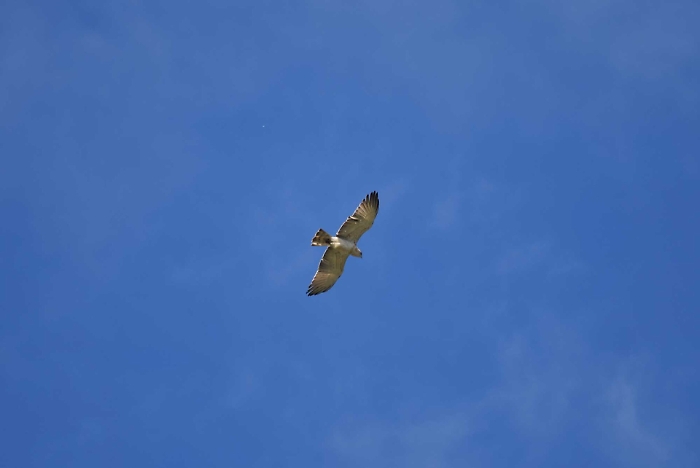 1616842719926_1620668205707