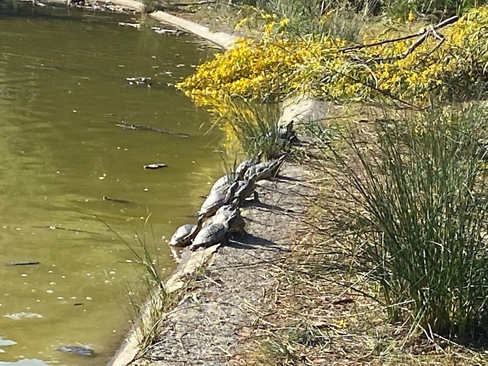 1617955423086_1620672335145