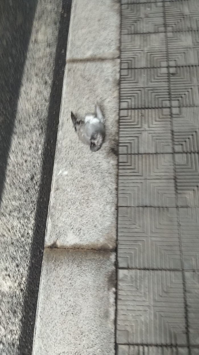 1619450492972_1620651493531